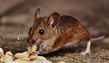 attic-and-crawl-space-pest-treatment Experts in Monroe Township